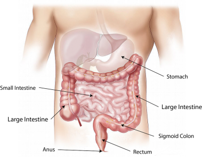 Peristalsis-2